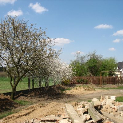 tomek ogrod 022